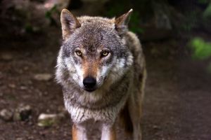 Ursula von der Leyen: a farkasfalkák európai jelenléte veszélyt jelent a jószágra és potenciálisan az emberekre is
