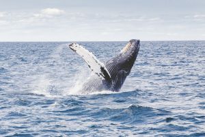 Nyár végéig felfüggesztik a bálnavadászatot Izlandon