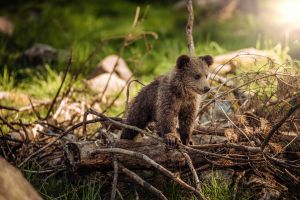 A barnamedve-vadászatra vonatkozó törvénytervezetet nyújtott be a román parlamentben Tánczos Barna szenátor