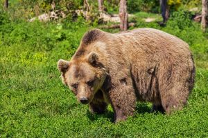 Több ezer medvének nem jut élőhely Romániában