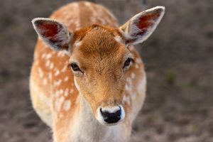 Bambi marad őz és nem válik szarvassá