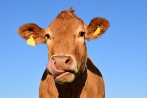 Még pályázható a tejhasznosítású szarvasmarha ágazatot érintő állatjóléti támogatás